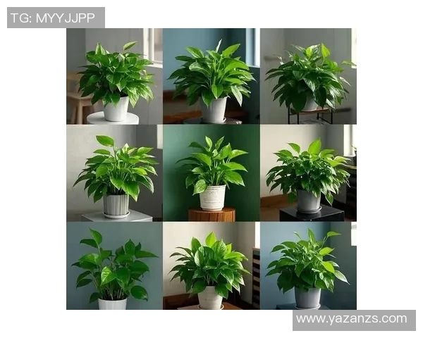 盆栽种植技巧与养护方法全面解析，打造绿色家居环境的必备指南
