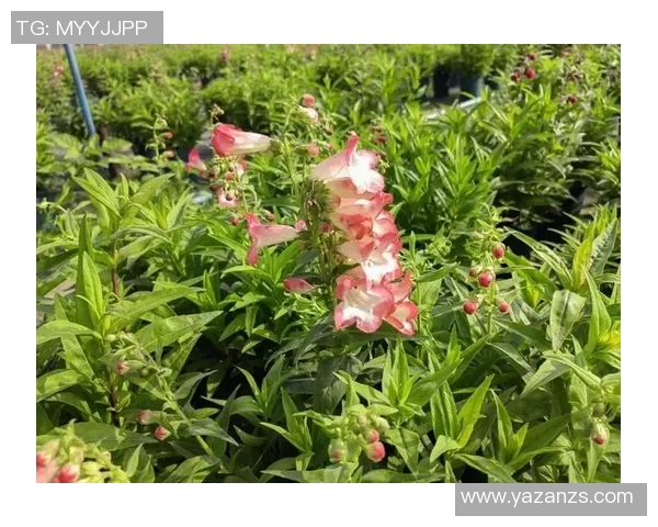 花卉种植的技巧与经验分享,助你打造四季如春的花园景观 花卉种植的技巧与经验分享,助你打造四季如春的花园景观